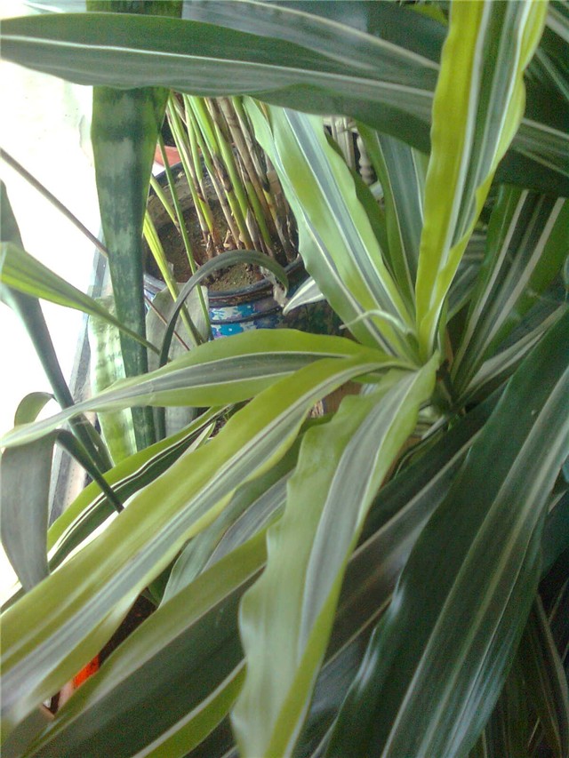 dracena žuta